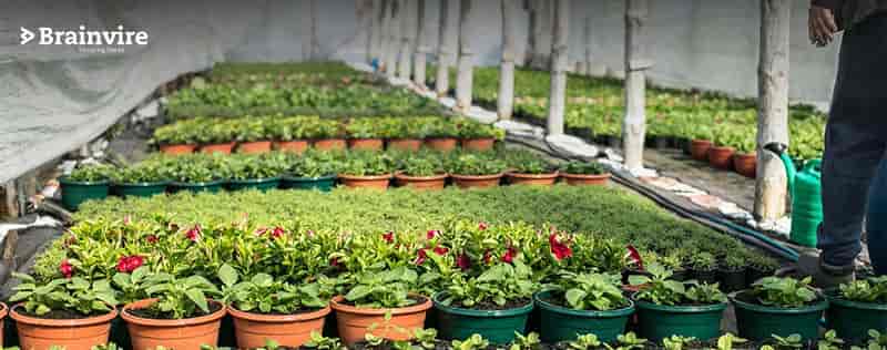 Brainvire Provides Cutting-Edge ERP Solutions to the Leading Air Plants Business in North America