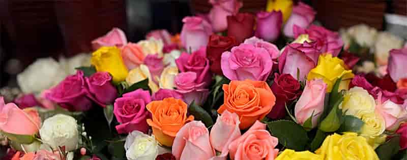 Brainvire Partners with Leading North American Rose Nursery to Bloom Through SEO-Driven Digital Marketing Brainvire Partners with Leading North American Rose Nursery to Bloom Through SEO-Driven Digital Marketing