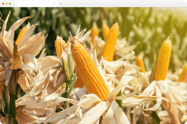 Brainvire Provides Efficient Odoo Accounting Implementation for Food Trading Brand