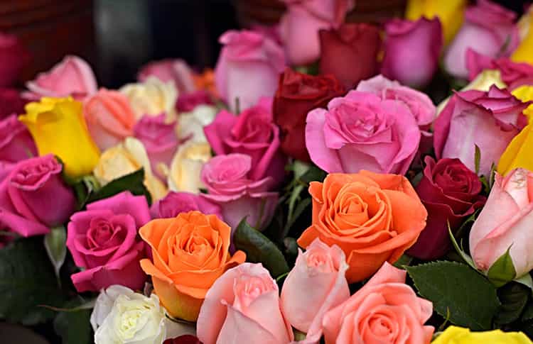 Brainvire Partners with Leading North American Rose Nursery to Bloom Through SEO-Driven Digital Marketing
